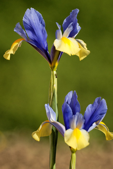 Click to view full size image
