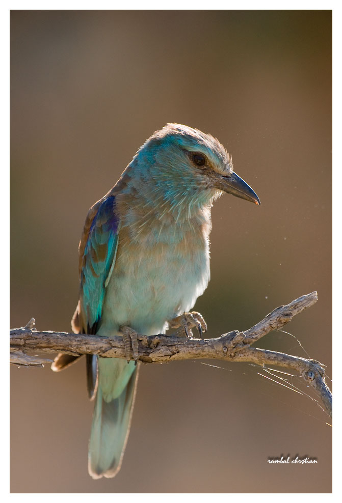 Click to view full size image