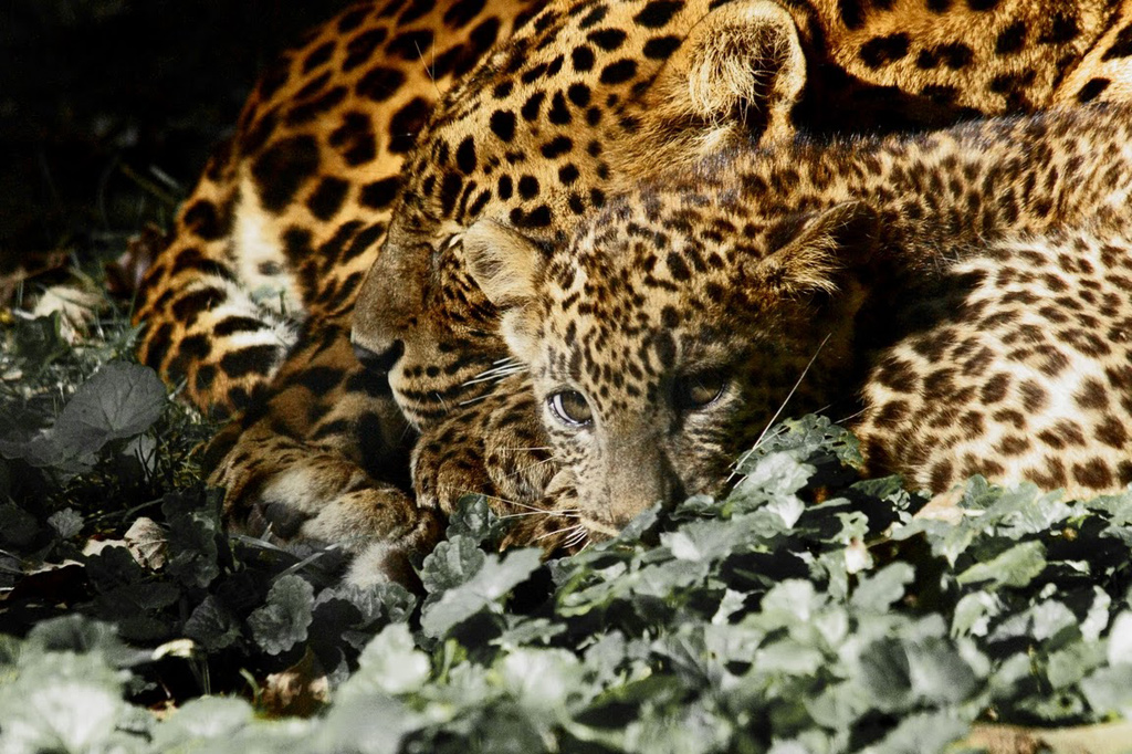 Click to view full size image