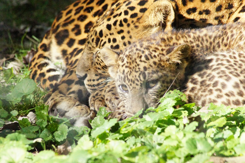 Click to view full size image