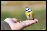getphpbbimage.php?id=100068