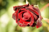 getphpbbimage.php?id=101709
