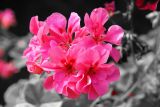 getphpbbimage.php?id=103190
