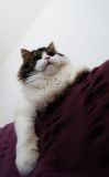getphpbbimage.php?id=103353