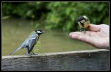 getphpbbimage.php?id=103405