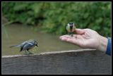 getphpbbimage.php?id=103406