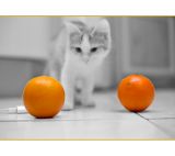 getphpbbimage.php?id=104600