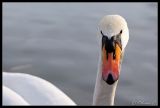 getphpbbimage.php?id=104781