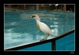 getphpbbimage.php?id=10678