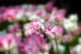getphpbbimage.php?id=107271
