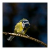 getphpbbimage.php?id=107278