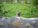 getphpbbimage.php?id=108181