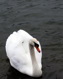 getphpbbimage.php?id=108241