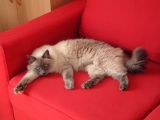 getphpbbimage.php?id=110292