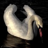 getphpbbimage.php?id=112665