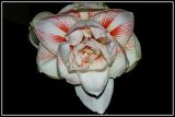getphpbbimage.php?id=113198