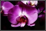 getphpbbimage.php?id=113199
