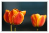 getphpbbimage.php?id=115047