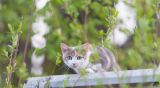 getphpbbimage.php?id=115060