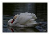 getphpbbimage.php?id=116385