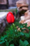 getphpbbimage.php?id=116607