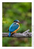 getphpbbimage.php?id=116870