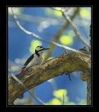 getphpbbimage.php?id=118286