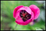 getphpbbimage.php?id=118310