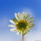 getphpbbimage.php?id=118711