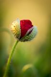 getphpbbimage.php?id=120849