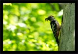 getphpbbimage.php?id=121729
