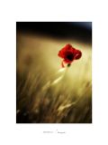 getphpbbimage.php?id=123255