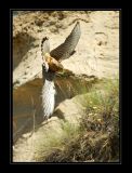 getphpbbimage.php?id=128260