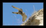 getphpbbimage.php?id=128321