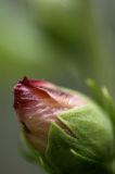 getphpbbimage.php?id=129352