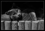 getphpbbimage.php?id=131186