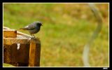 getphpbbimage.php?id=13239