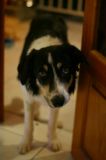 getphpbbimage.php?id=135187