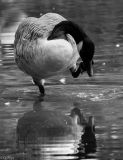 getphpbbimage.php?id=135361