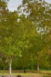getphpbbimage.php?id=135382