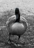 getphpbbimage.php?id=135423