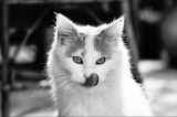 getphpbbimage.php?id=136311