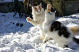 getphpbbimage.php?id=136312