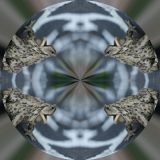 getphpbbimage.php?id=136458