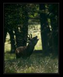 getphpbbimage.php?id=137049
