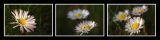 getphpbbimage.php?id=13877