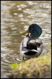 getphpbbimage.php?id=13914