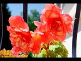 getphpbbimage.php?id=139687
