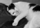 getphpbbimage.php?id=142089