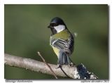 getphpbbimage.php?id=145427